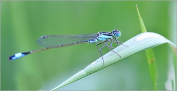 <p>ŠIDÉLKO VĚTŠÍ - sameček (Ischnura elegans) ---- /Blue-tailed damselfly - Große Pechlibelle/</p>